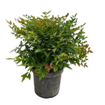 Carica immagine nel visualizzatore Galleria, NANDINA, BAMBOO SACRO - Nandina domestica &#39;Gulf Stream&#39;
