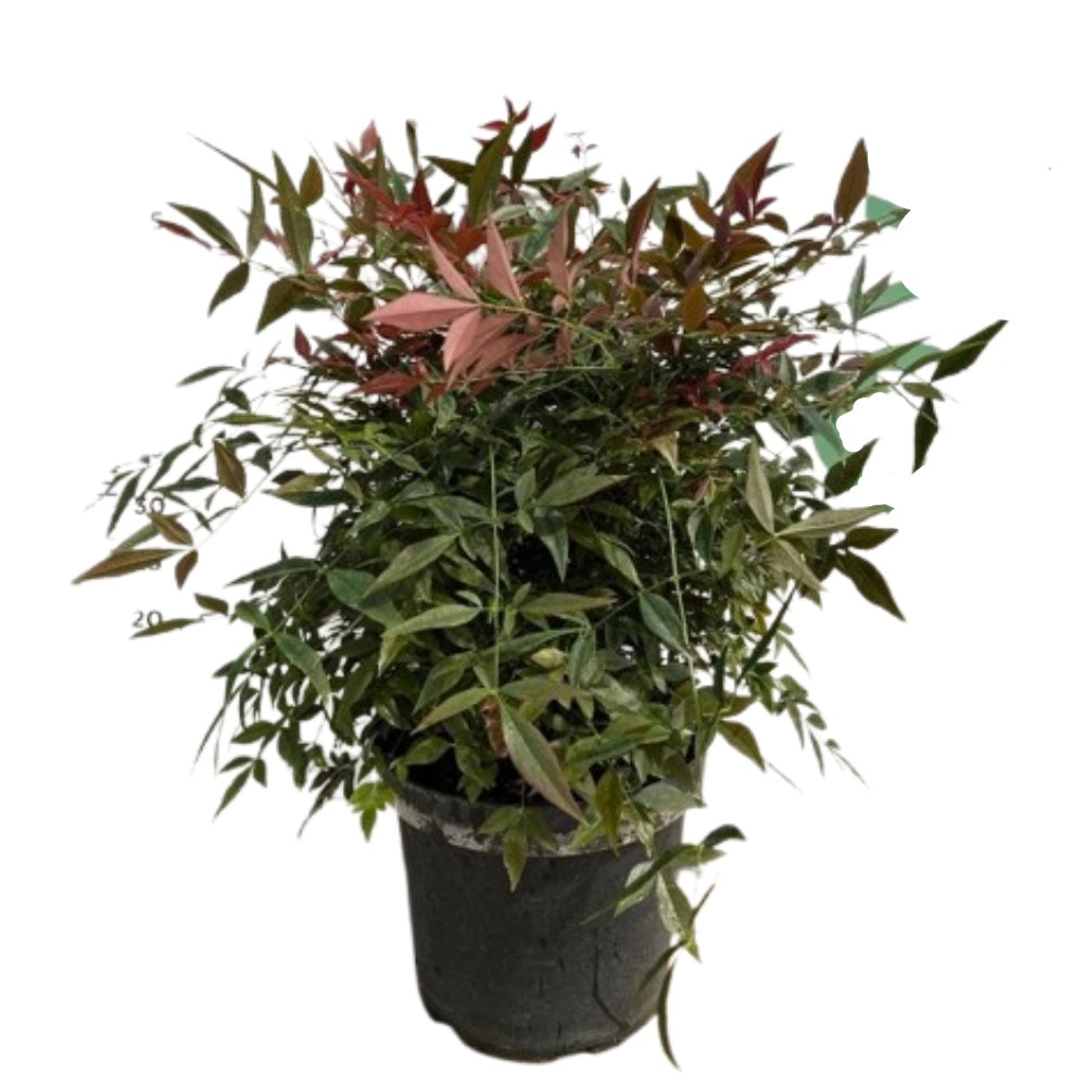 NANDINA, BAMBOO SACRO - Nandina domestica 'Obsessed'