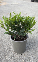 Carica immagine nel visualizzatore Galleria, LAURUS NOBILIS ‘LITTLE RAGU’ V.19