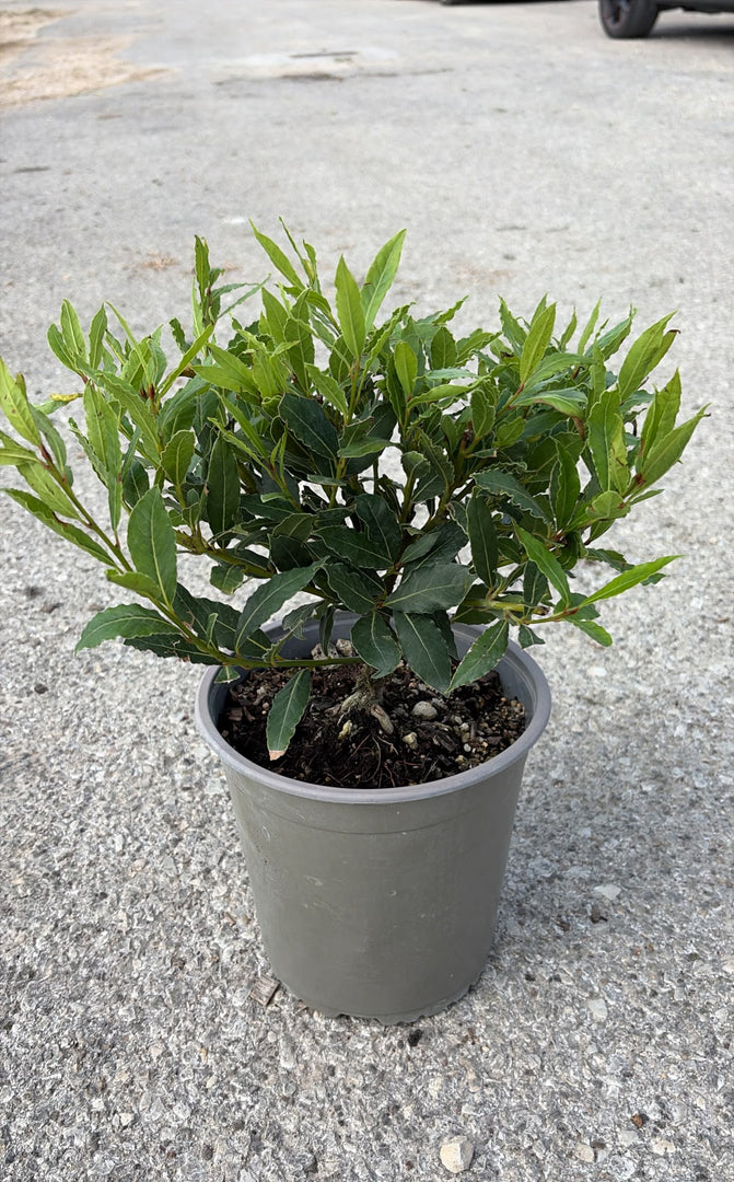 LAURUS NOBILIS ‘LITTLE RAGU’ V.19