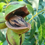 Carica immagine nel visualizzatore Galleria, NOCE PECAN - Wichita
