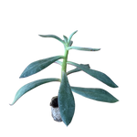 Carica immagine nel visualizzatore Galleria, Nodulosa - Echeveria Hybrida (in alveolo)
