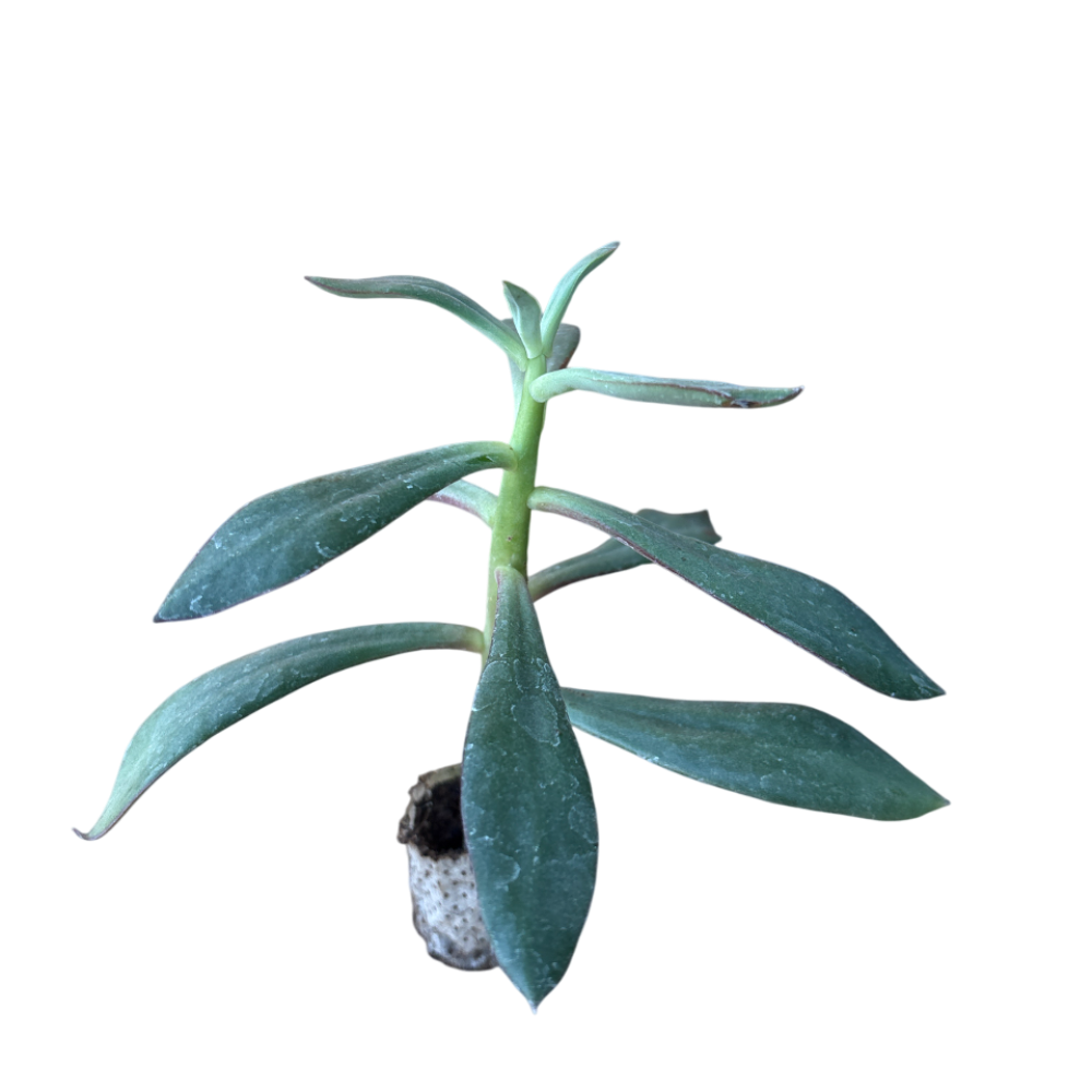 Nodulosa - Echeveria Hybrida (in alveolo)