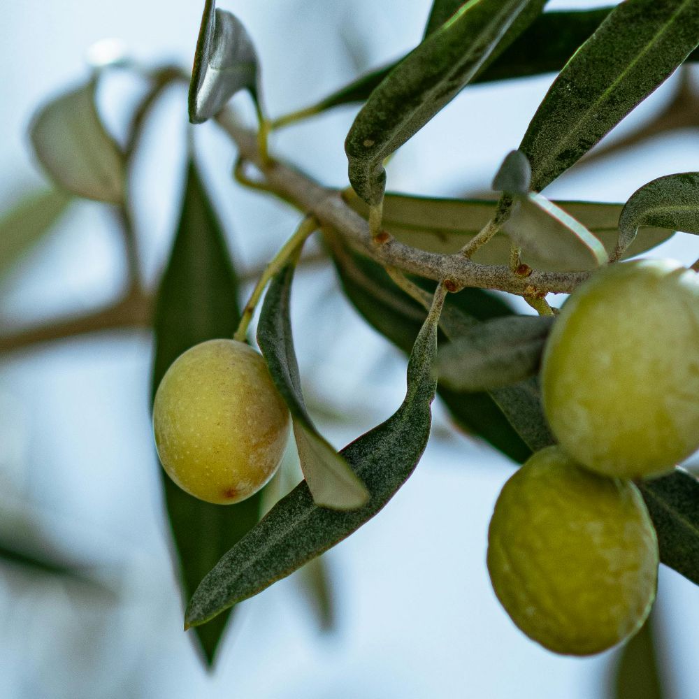 ULIVO ARBOSANA - Olea Europaea Arbosana - Ulivo da Olio