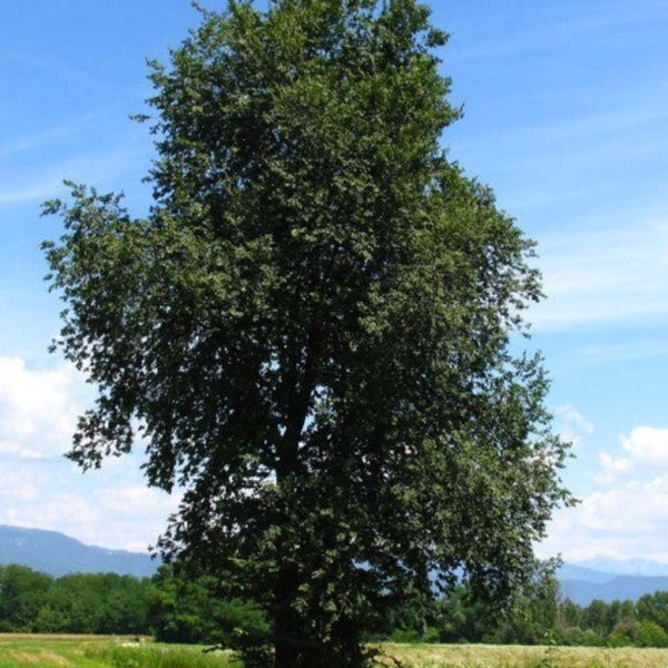 PIANTA DI ULMUS MINOR IN VASO 18 CM (foto reale) OLMO CAMPESTRE