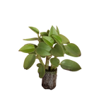 Carica immagine nel visualizzatore Galleria, Orba Pixie Lime - Paperomia Hybrida (in alveolo)
