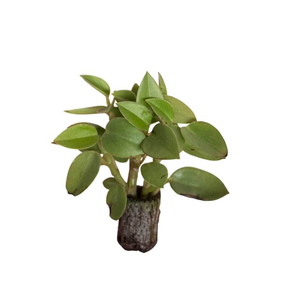 Orba Pixie Lime - Paperomia Hybrida (in alveolo)