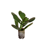 Carica immagine nel visualizzatore Galleria, Ovata Sunset - Crassula Hybrida (in alveolo)
