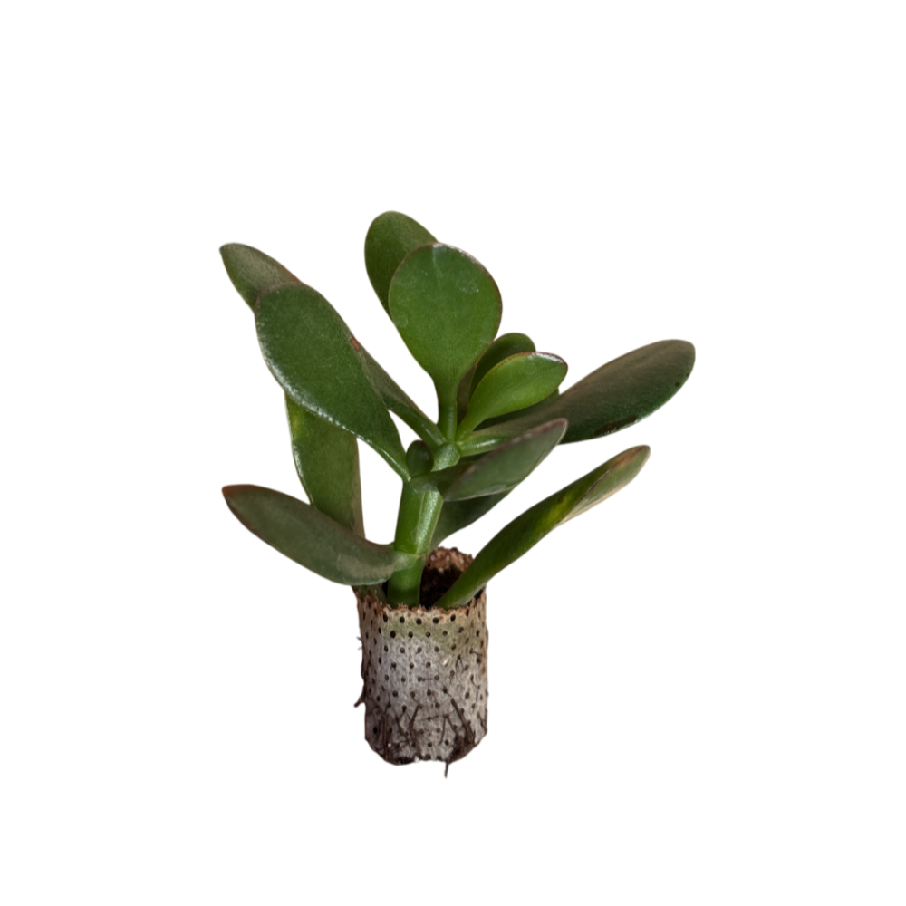 Ovata Sunset - Crassula Hybrida (in alveolo)