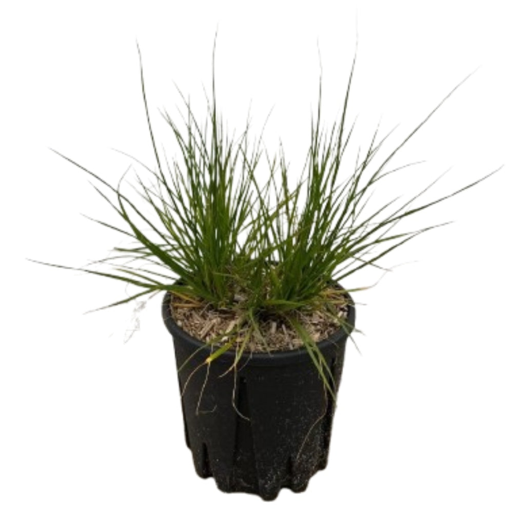 PENNISETUM ‘HAMELN’ - Pennisetum alopecuroides