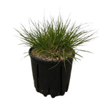 Carica immagine nel visualizzatore Galleria, PENNISETUM ‘LITTLE BUNNY’ - Pennisetum alopecuroides
