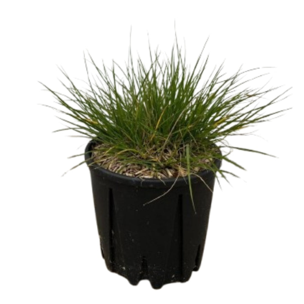PENNISETUM ‘LITTLE BUNNY’ - Pennisetum alopecuroides