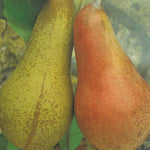 Carica immagine nel visualizzatore Galleria, PERA ABATE FETEL - Pyrus communis
