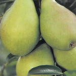 Carica immagine nel visualizzatore Galleria, PERA BELLA DI GIUGNO - Pyrus communis
