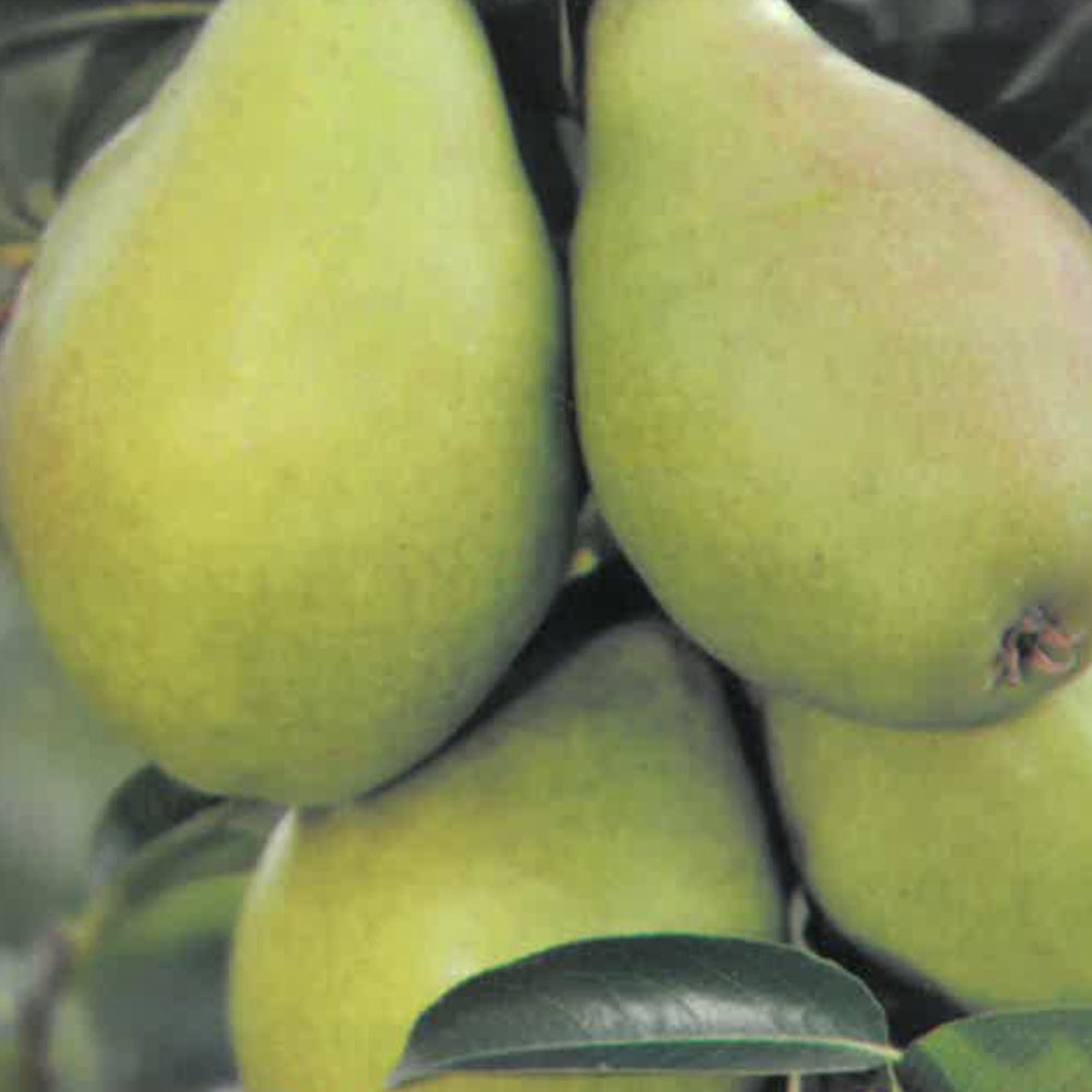 PERA BELLA DI GIUGNO - Pyrus communis