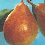 Carica immagine nel visualizzatore Galleria, PERA PRECOCE MORETTINI - Pyrus communis

