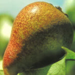 Carica immagine nel visualizzatore Galleria, PERA CANNELLA - Pyrus communis
