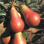 Carica immagine nel visualizzatore Galleria, PERA CARMEN - Pyrus communis
