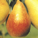 Carica immagine nel visualizzatore Galleria, PERA CARMOSINA - Pyrus communis
