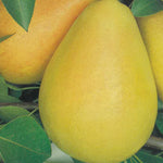 Carica immagine nel visualizzatore Galleria, PERA COSCIA - Pyrus communis
