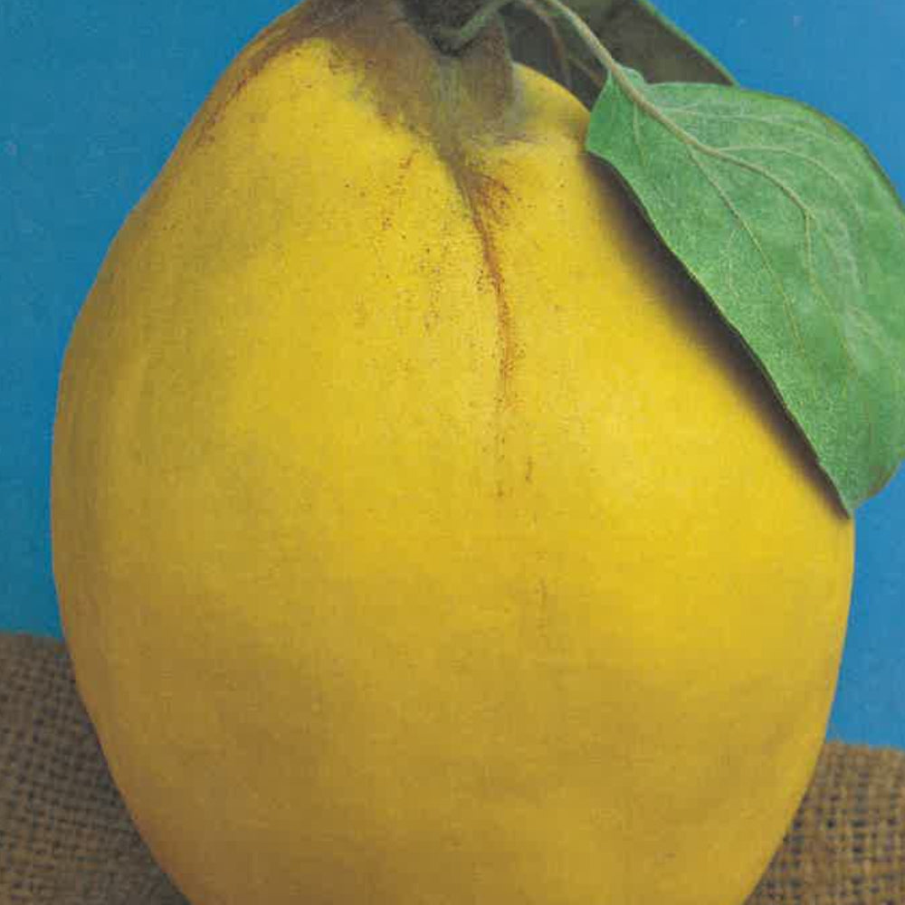 PERA COTOGNA - Cydonia oblonga