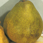Carica immagine nel visualizzatore Galleria, PERA DECANA D&#39;INVERNO - Pyrus communis

