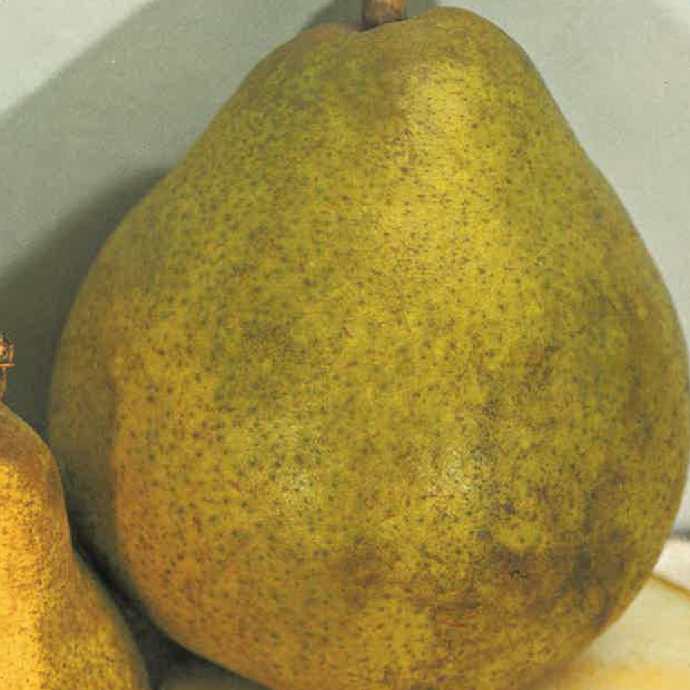 PERA DECANA D'INVERNO - Pyrus communis