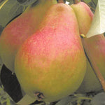 Carica immagine nel visualizzatore Galleria, PERA ETRUSCA - Pyrus communis
