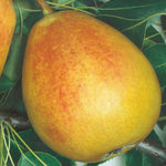 Carica immagine nel visualizzatore Galleria, PERA FALSA RECCHIA - Pyrus communis
