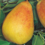 Carica immagine nel visualizzatore Galleria, PERA FAVARSA - Pyrus communis
