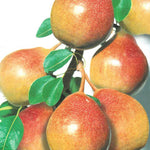 Carica immagine nel visualizzatore Galleria, PERA MOSCATELLA - Pyrus communis

