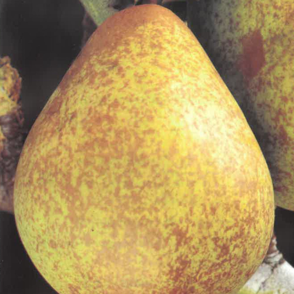 PERA PASSA CRASSANA - Pyrus communis