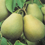 Carica immagine nel visualizzatore Galleria, PERA SAN PIETRO - Pyrus communis
