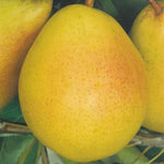 Carica immagine nel visualizzatore Galleria, PERA SANTA MARIA - Pyrus communis
