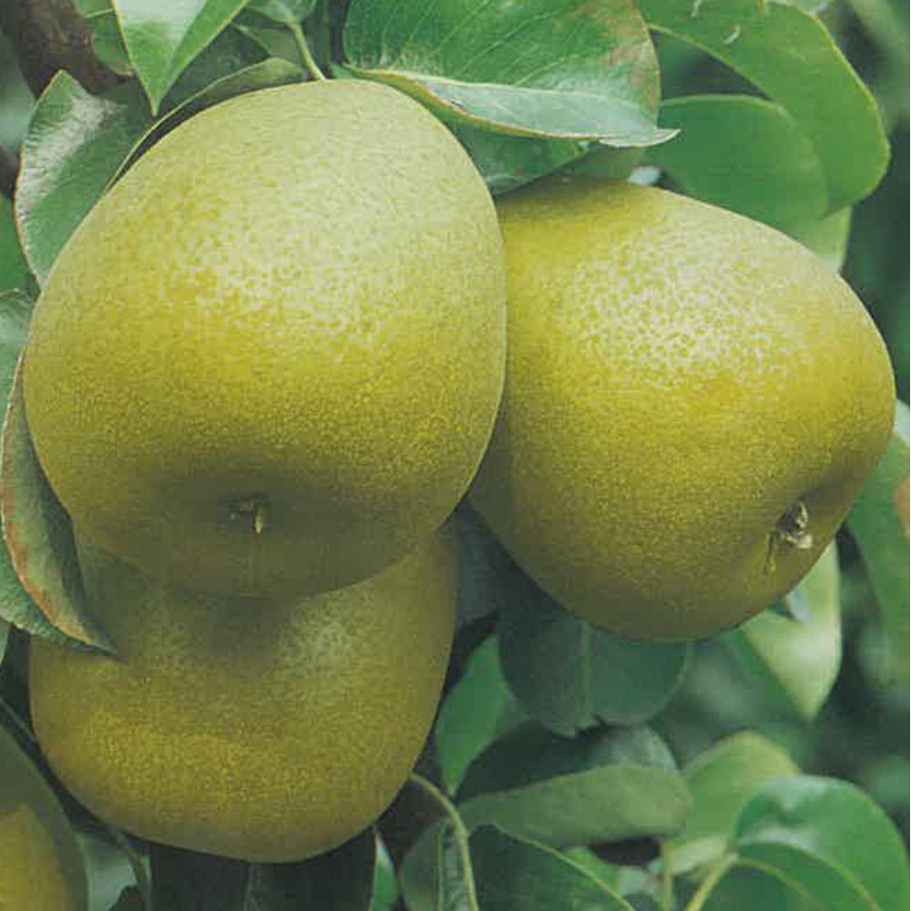 PERA SPADONA D'ESTATE - Pyrus communis