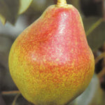 Carica immagine nel visualizzatore Galleria, PERA WILLIAM BIANCA- Pyrus communis
