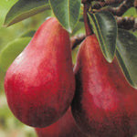 Carica immagine nel visualizzatore Galleria, PERA WILLIAM ROSSA - Pyrus communis
