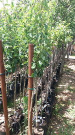 Carica immagine nel visualizzatore Galleria, PERA NASHI- Pyrus communis
