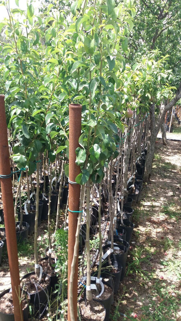 PERA NASHI- Pyrus communis