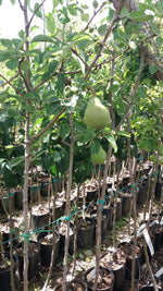 Carica immagine nel visualizzatore Galleria, PERA NASHI- Pyrus communis
