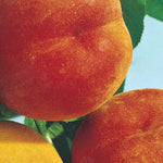 Carica immagine nel visualizzatore Galleria, PESCA PERCOCA BABY GOLD 7 - Prunus persica
