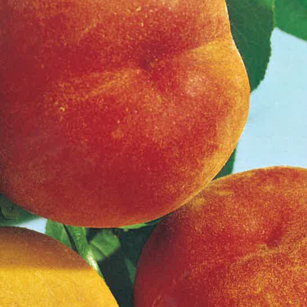 PESCA PERCOCA BABY GOLD 7 - Prunus persica