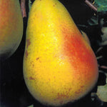 Carica immagine nel visualizzatore Galleria, PERA ANGELICA - Pyrus communis
