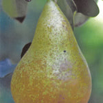 Carica immagine nel visualizzatore Galleria, PERA CONFERENCE - Pyrus communis
