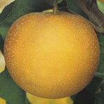 Carica immagine nel visualizzatore Galleria, PERA NASHI- Pyrus communis

