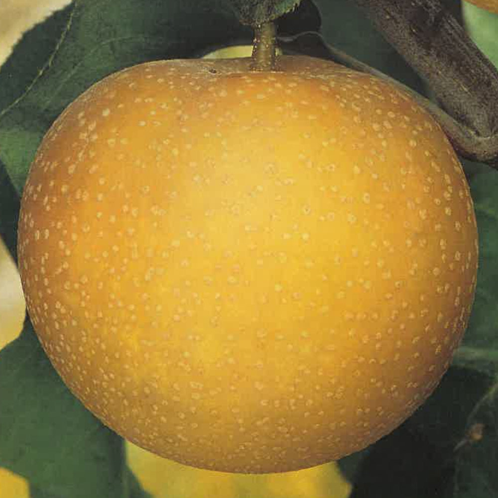 PERA NASHI- Pyrus communis