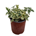 Carica immagine nel visualizzatore Galleria, PERVINCA VARIEGATA - Vinca minor

