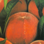 Carica immagine nel visualizzatore Galleria, PESCA FAYETTE - Prunus persica

