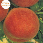 Carica immagine nel visualizzatore Galleria, PESCA IRIS ROSSO - Prunus persica
