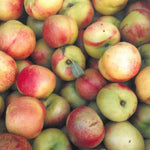 Carica immagine nel visualizzatore Galleria, PESCA MADONNA DI LUGLIO - Prunus persica
